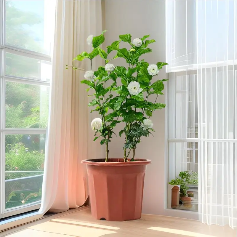 虎头茉莉大花浓香茉莉花盆栽室内花卉植物净化空气带花苞发货