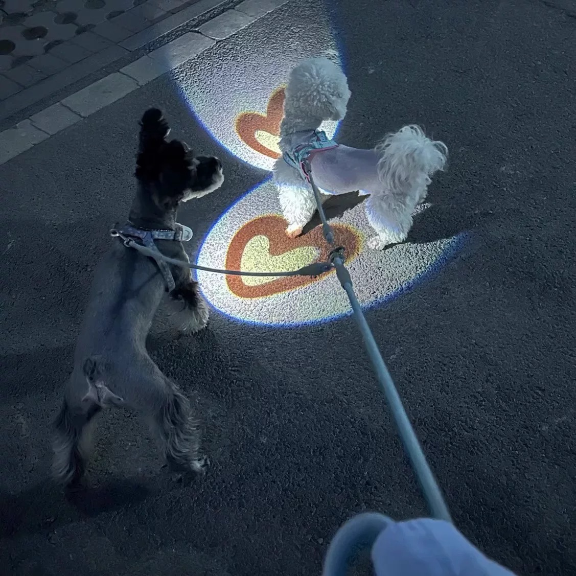 狗狗夜行防走失发光灯