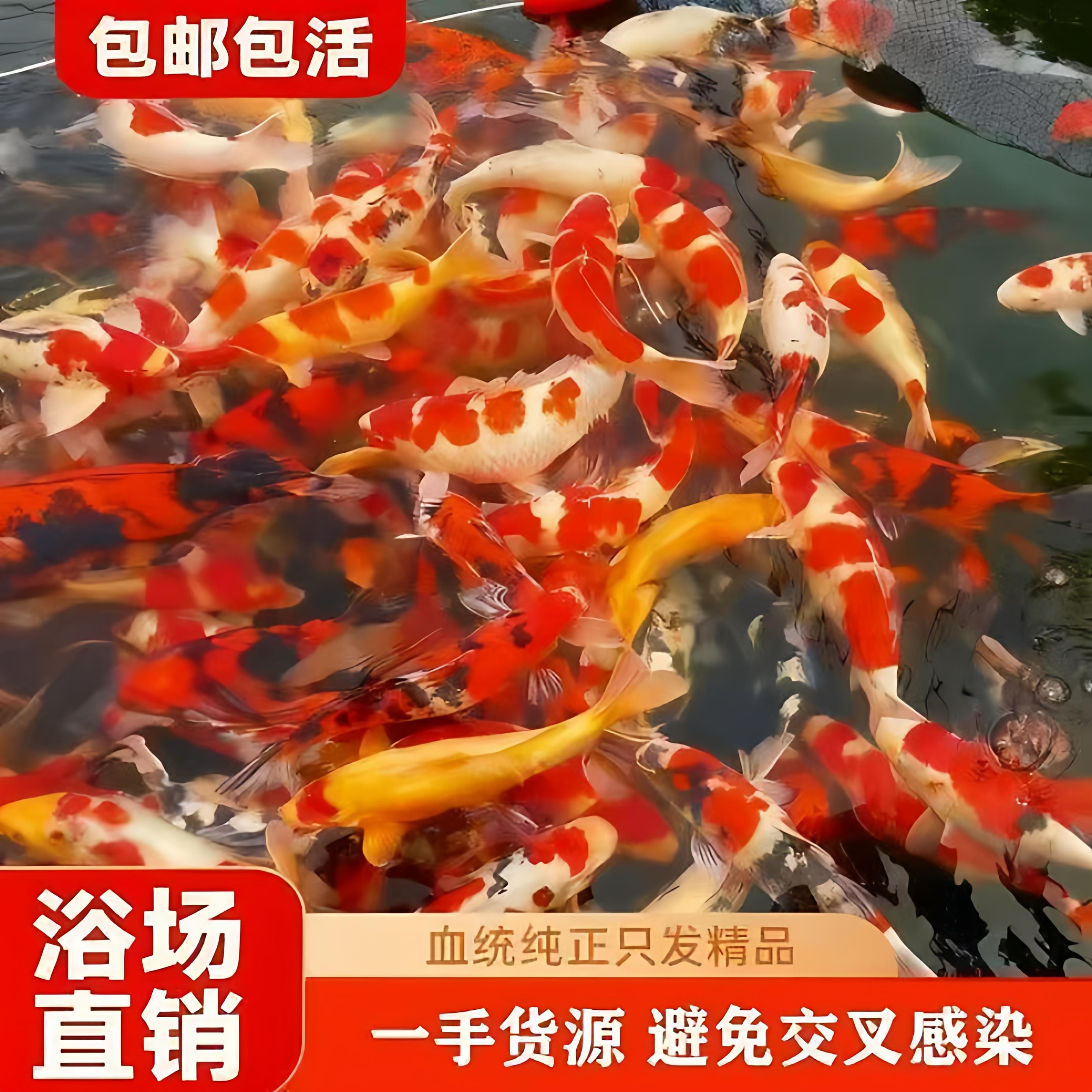 纯种高档精品锦鲤鱼苗观赏鱼红白大正昭和锦鲤小锦鲤鱼苗混搭现货