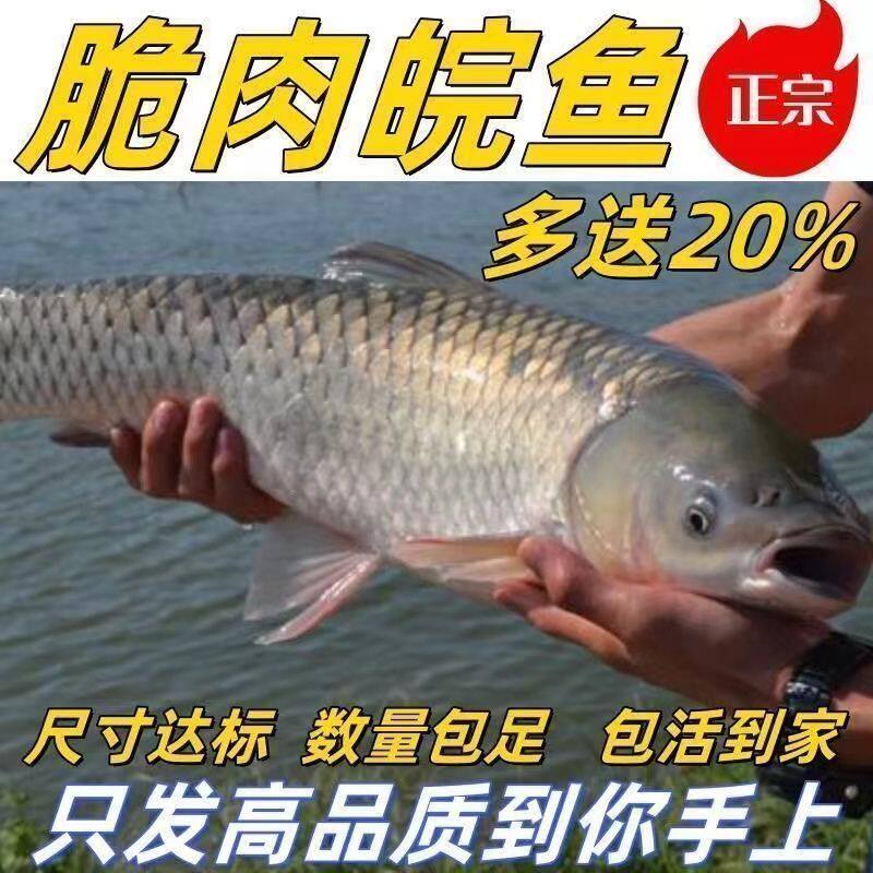 鲜活中山脆肉鲩鱼苗 脆鲩鱼苗草鱼苗大特大号草鲩鱼淡水鱼塘养殖