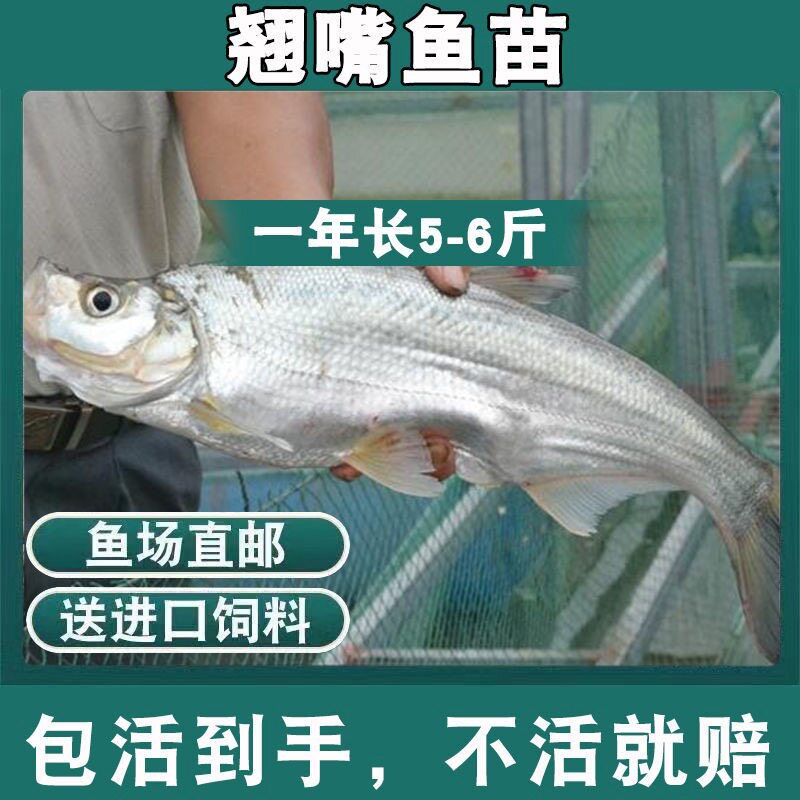 翘嘴鱼苗路亚鱼白刁鱼苗米翘壳鲌大翘壳活体白条食用淡水养殖活体