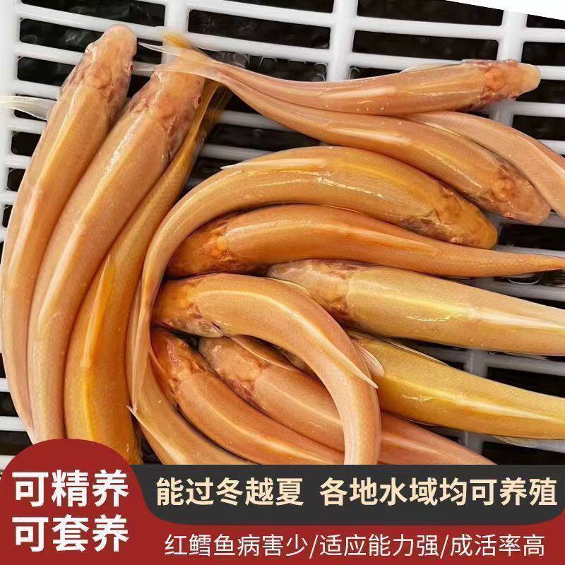 金丝红眼银鳕鱼赤目黄化
