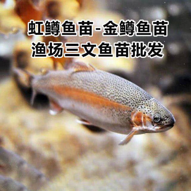 虹鳟鱼苗三文鱼苗淡水养殖食用鱼活体金鳟鱼苗观赏鱼渔场直销
