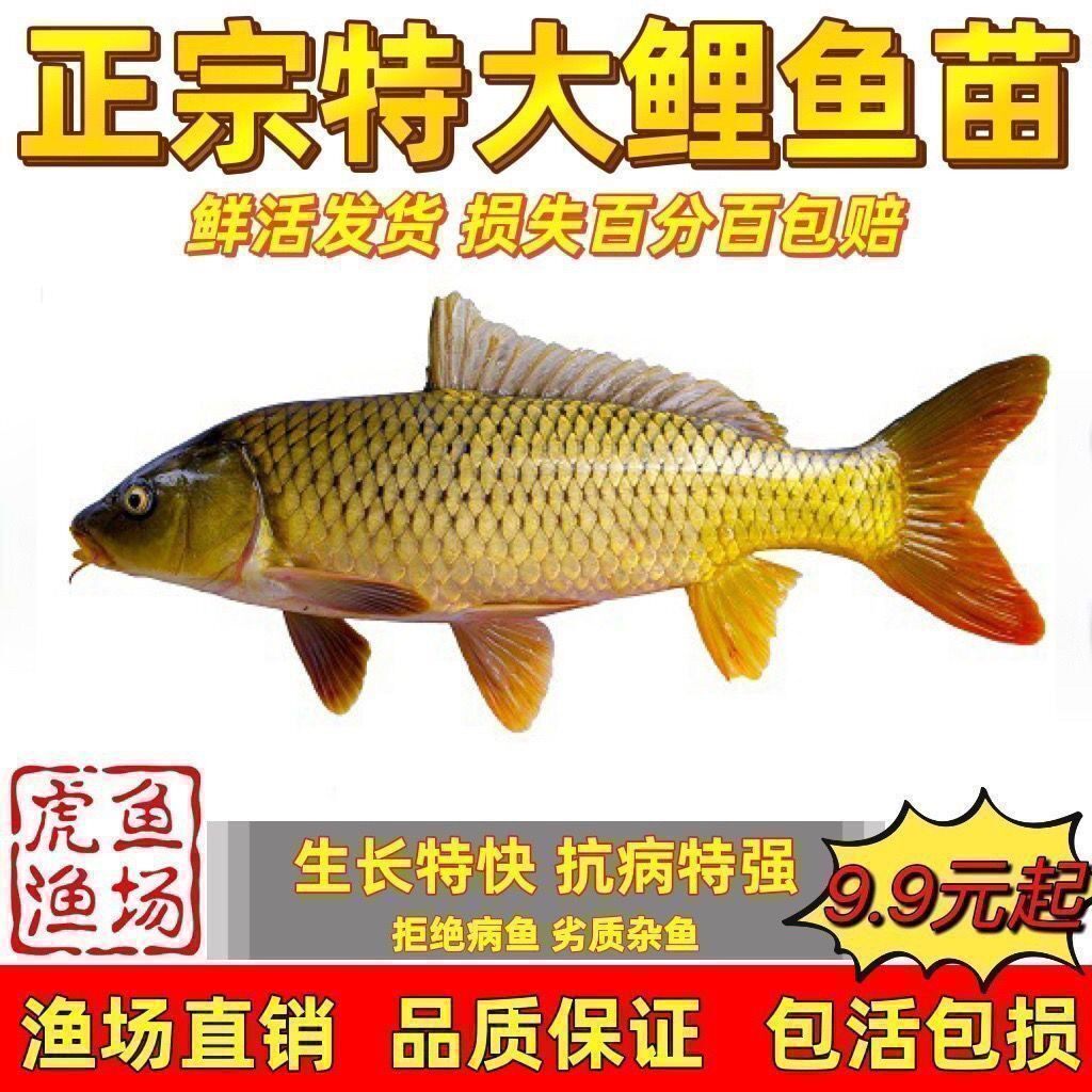 特大鲤鱼苗黄河大鲤鱼黄金鲤鱼稻田鲤鱼苗鲜活养殖可食用鲫鱼