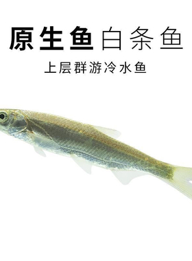 白条鱼餐条鱼冷水鱼原生鱼溪流鱼原生观赏鱼群游鱼