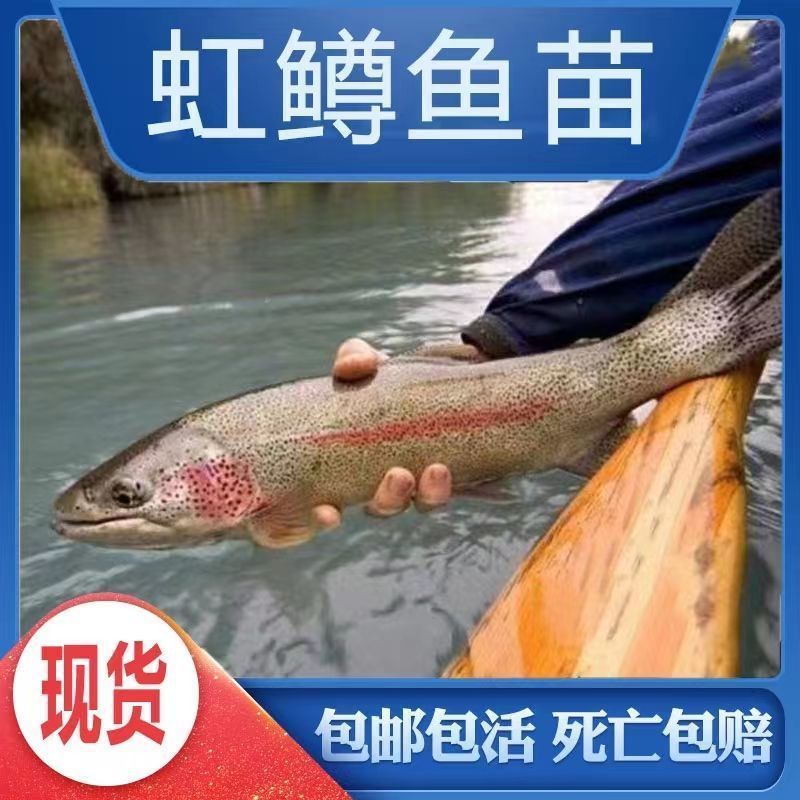 虹鳟鱼苗三文鱼苗淡水养殖食用鱼活体金鳟鱼苗观赏鱼渔场直销包活