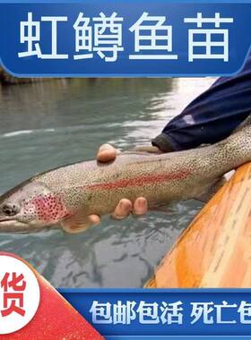 虹鳟鱼苗三文鱼苗淡水养殖食用鱼活体金鳟鱼苗观赏鱼渔场直销包活