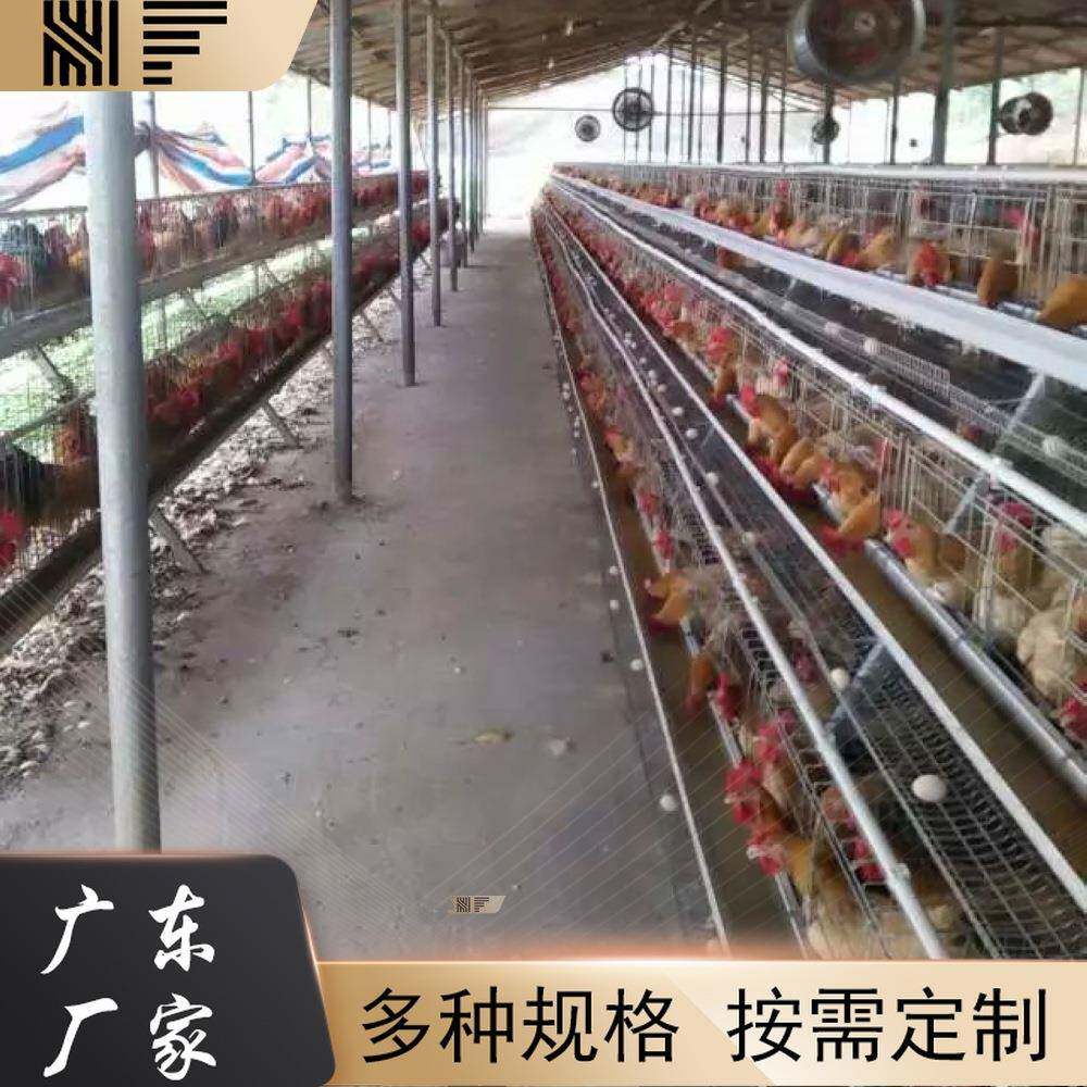 现货养殖场鸡笼子自动化蛋鸡笼三层四层镀锌阶梯式蛋鸡笼