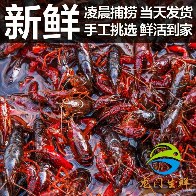 鲜活小龙虾500g潜江龙虾456钱新鲜活体重庆四川海鲜水产买3斤包邮