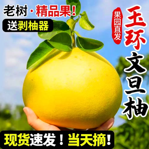 正宗玉环文旦丨甜嫩多汁产地直发
