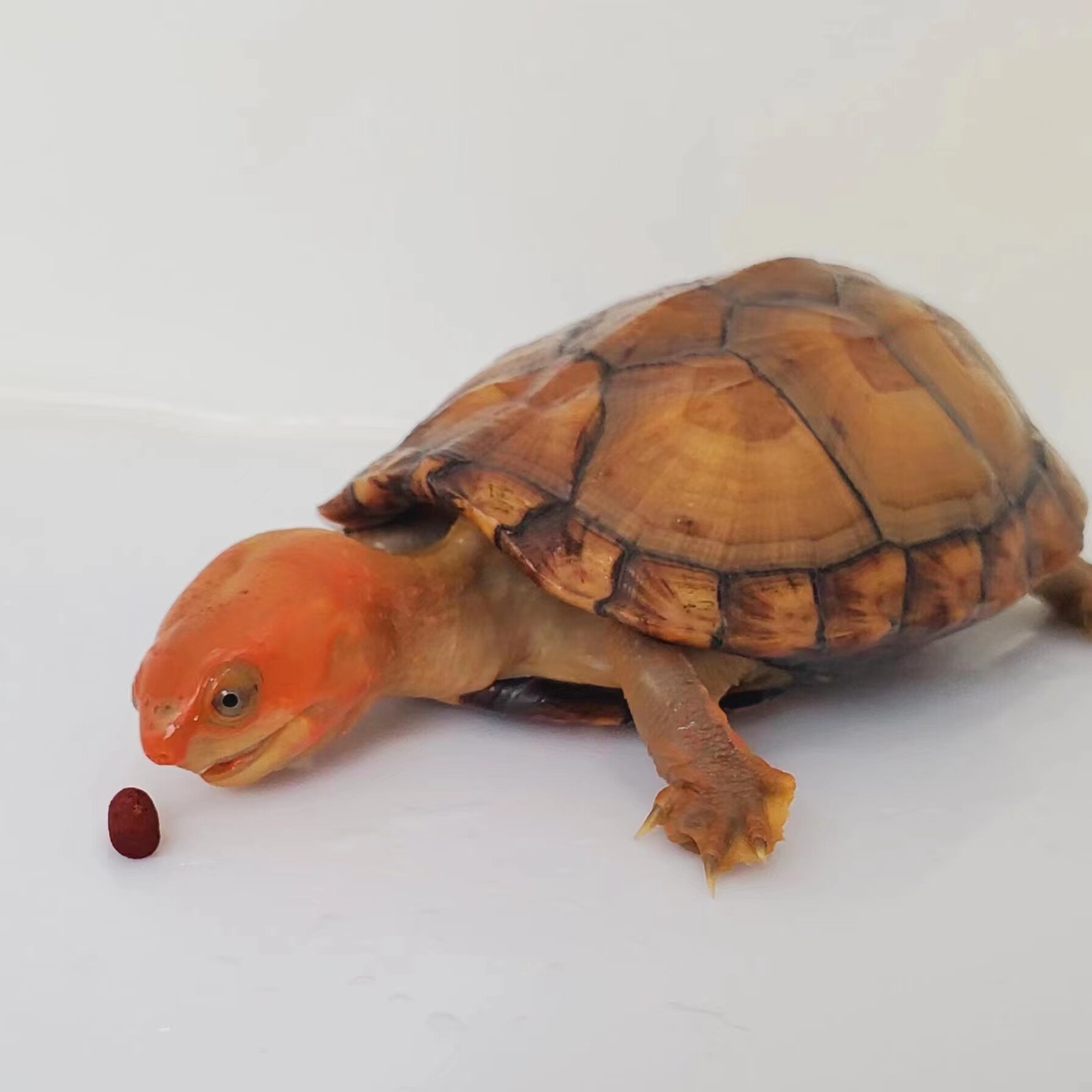 直播专拍 红面蛋龟龟苗龟蛋 联系客服或直播间挑选 私拍不发货