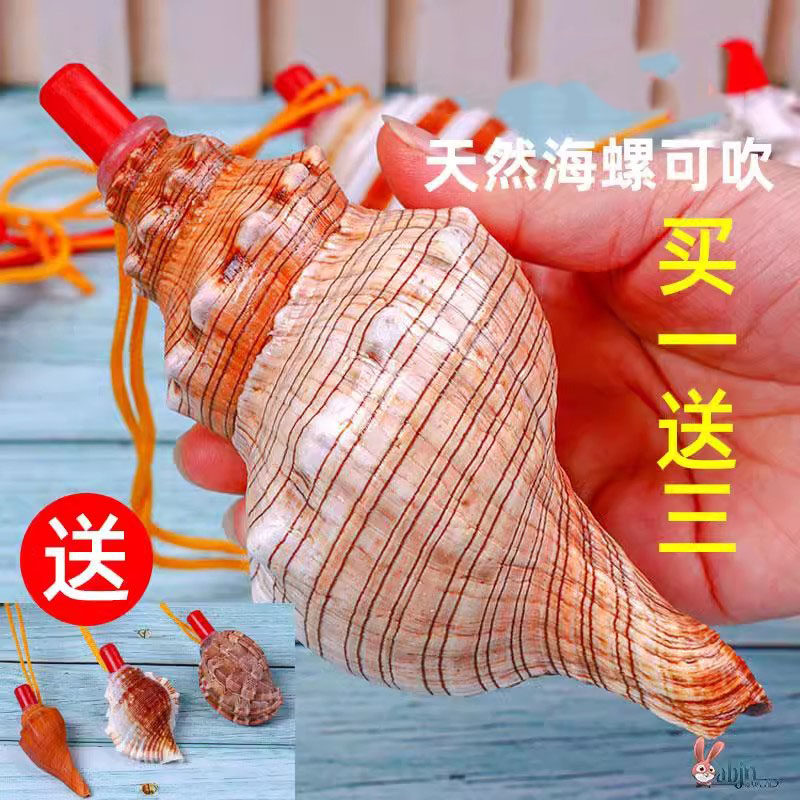 天然海螺号角可吹喇叭口哨超大贝壳哨子儿童玩具哨小螺号能吹响的