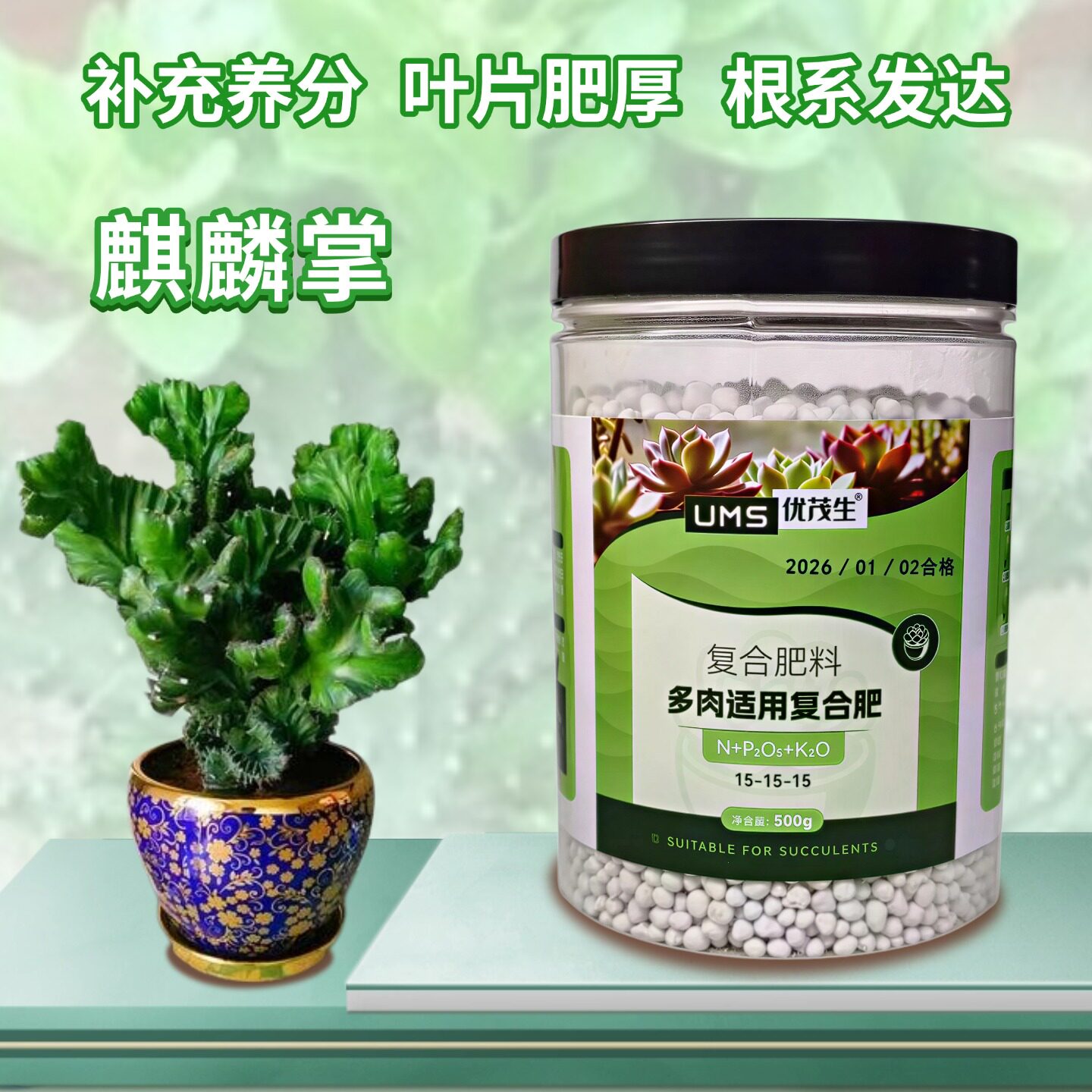 玉麒麟仙人掌彩麒麟复合肥图片
