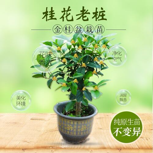 绿植桂花易存活客厅树苗