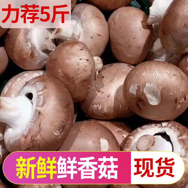 新鲜鲜香菇现摘个头大整箱斤肉厚当季新鲜农家蔬菜菌菇河南菌菇5