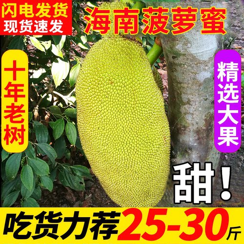 海南三亚菠萝蜜新鲜水果整个