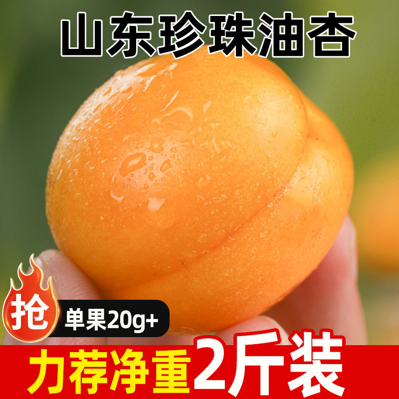 正宗山东珍珠油杏新鲜时令水果