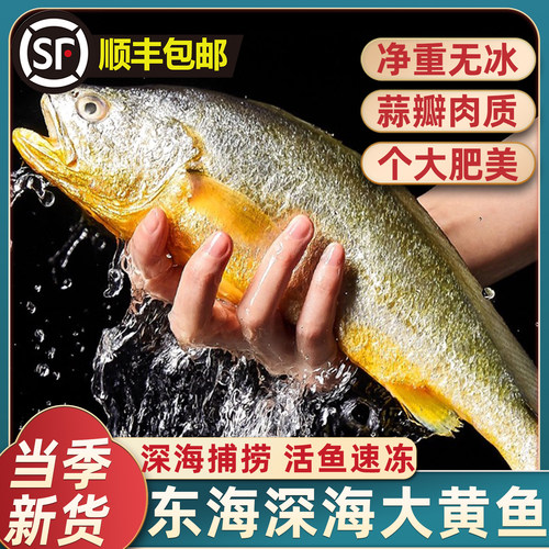 正宗深海大黄鱼新鲜船冻肉质紧实