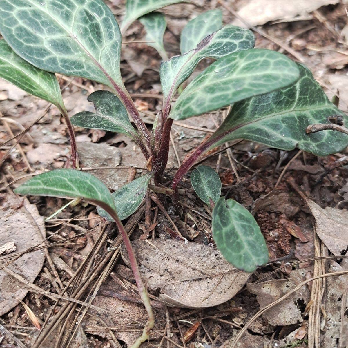 原生肺气草鹿晗草紫背草肺心草中草药材新鲜现找包邮发货