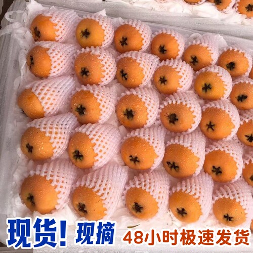 【现货】老树枇杷云南蒙自新鲜现摘枇杷果鲜果琵琶果 秋季有点小