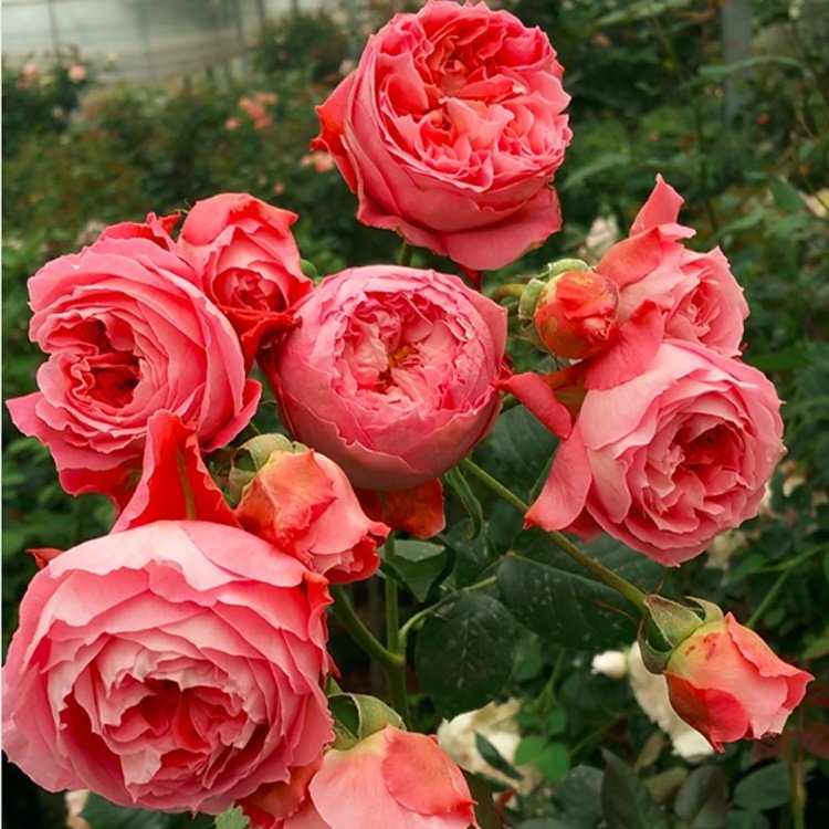 夏日花火月季花 阳台盆栽 浓香花卉 丰花多头 月季玫瑰 四季开花