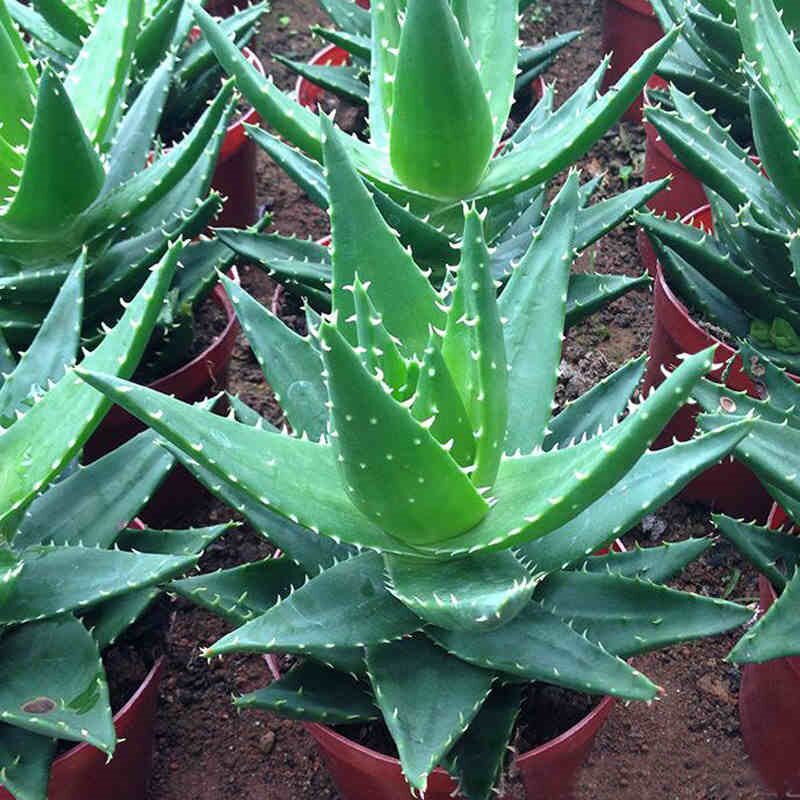 不夜城芦荟多肉植物盆栽四季常青好养活的办公桌面卧室小盆栽花卉