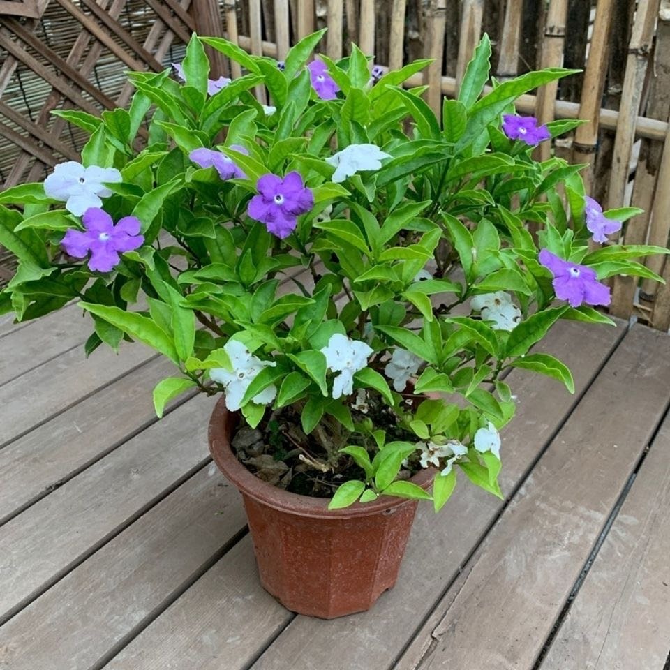 双色茉莉花盆栽室内阳台四季开花不断浓香型鸳鸯茉莉花苗绿植花卉