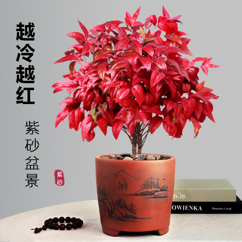 火焰南天竹客厅阳台盆栽耐寒耐晒植物四季好养新年宵花红叶盆景