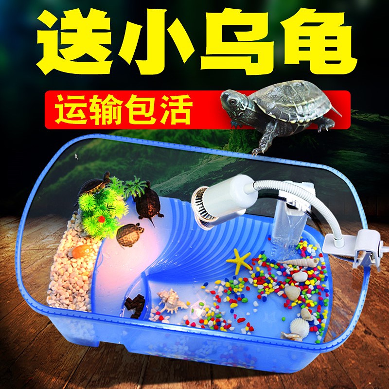 送2只小乌龟巴西龟带缸龟缸活物活体乌龟缸带晒台龟盆宠物龟草龟在类目 宠物/宠物食品及用品, 水族世界, 龟/鳖中 - 来自Buy2taobao.com提供专业的淘宝代购服务