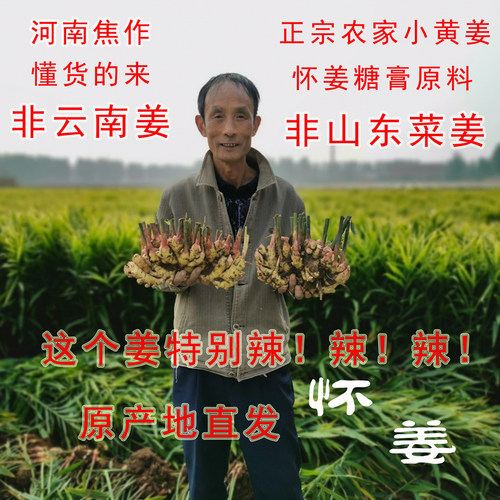 新鲜3斤焦作怀淮小黄姜