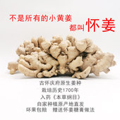怀姜一等品正宗焦作老怀淮姜糖膏姜月子姜古怀庆府新鲜生老黄嫩姜