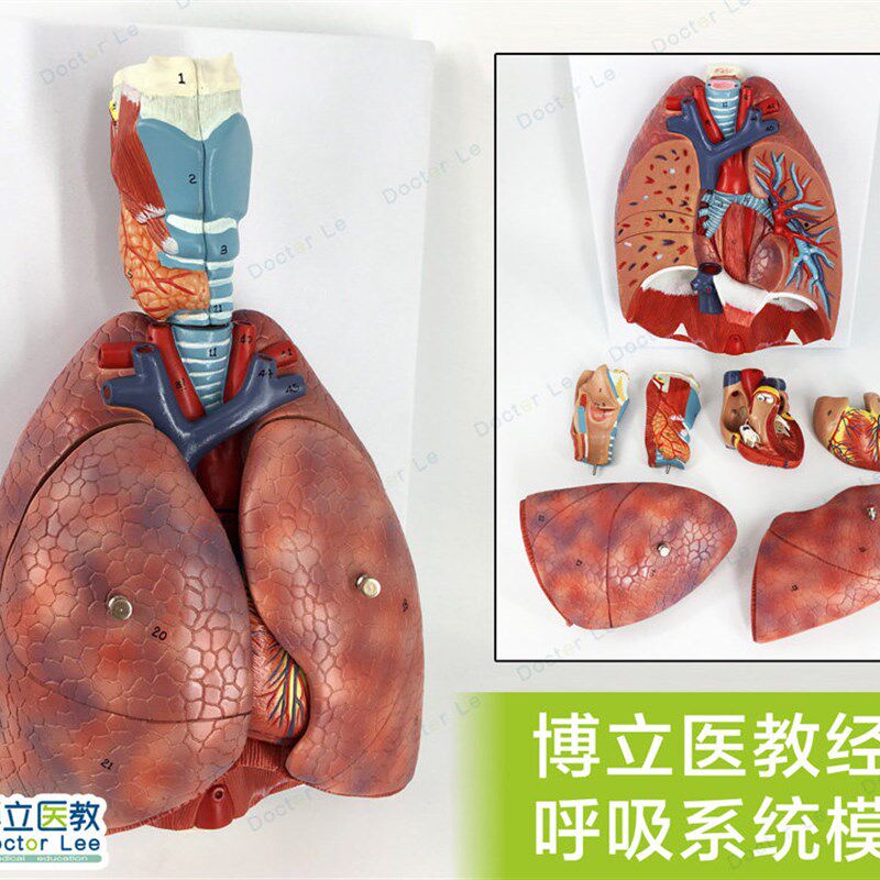 人体喉心 肺解剖模型呼吸系统C心脏模型耳鼻喉胸外科医教模型