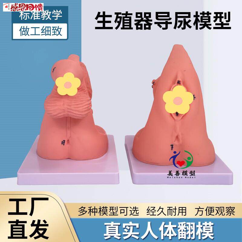 简易导尿训练演示练习 女性内外生殖器解剖 T男性泌尿系统教学模