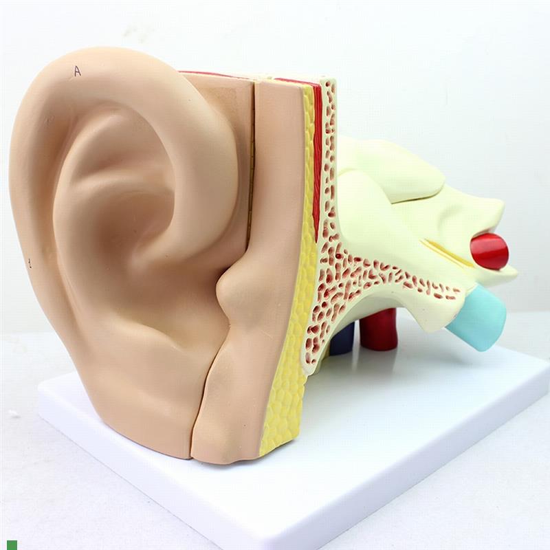 ENOVO颐诺医学人o体耳朵模型外耳中耳内耳耳鼻喉科听觉系统模型模