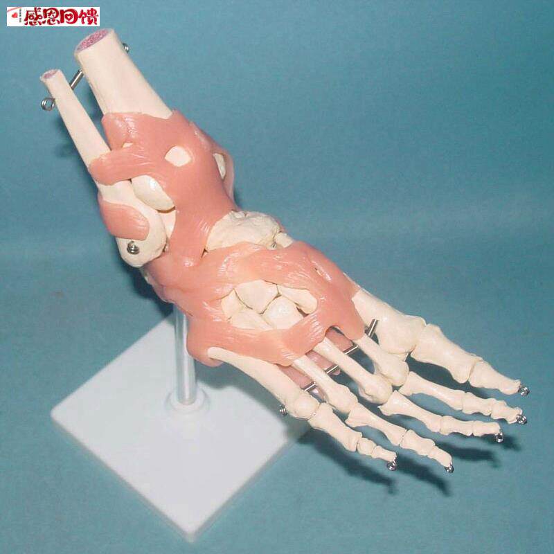 成人 脚关节骨骼韧带功能模型 人体关A节骨骼骨架 医