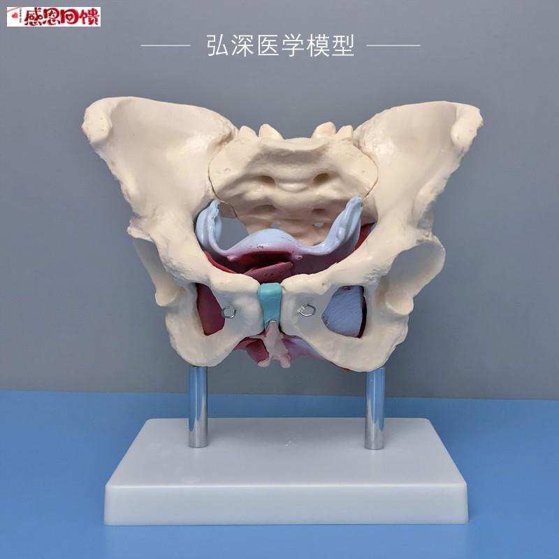 女性骨盆带盆底肌肉模型子宫卵巢人体器官产后康复妇g产科教学模