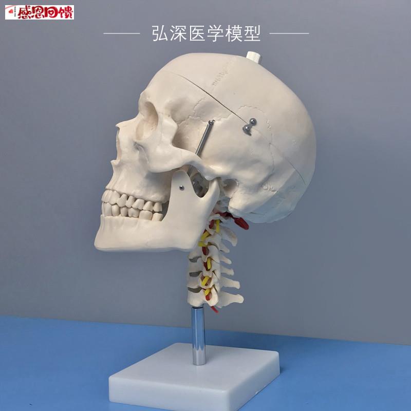 头骨带颈椎模型人体头颅骨头颈动脉骷髅骨g骼拆解活动医学教学模