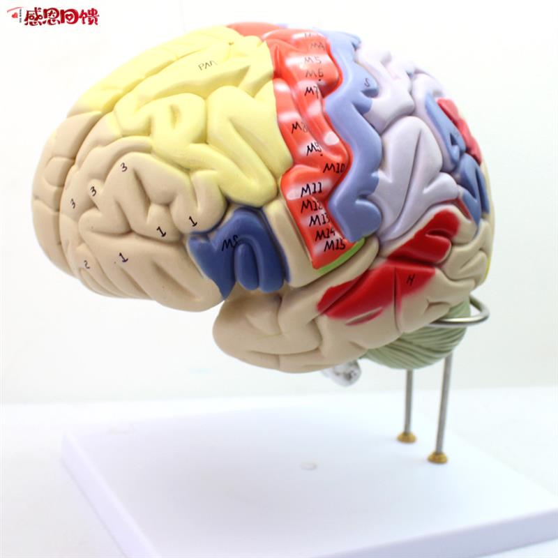 ENOVO颐诺医学大脑皮层躯体运动 人体大D脑解剖模型心理教学躯干