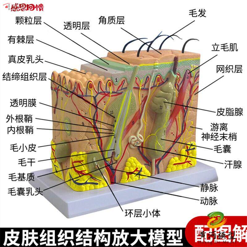 皮肤结构解剖模型教学组织o层次立体构造微整形缝合美容医学模具