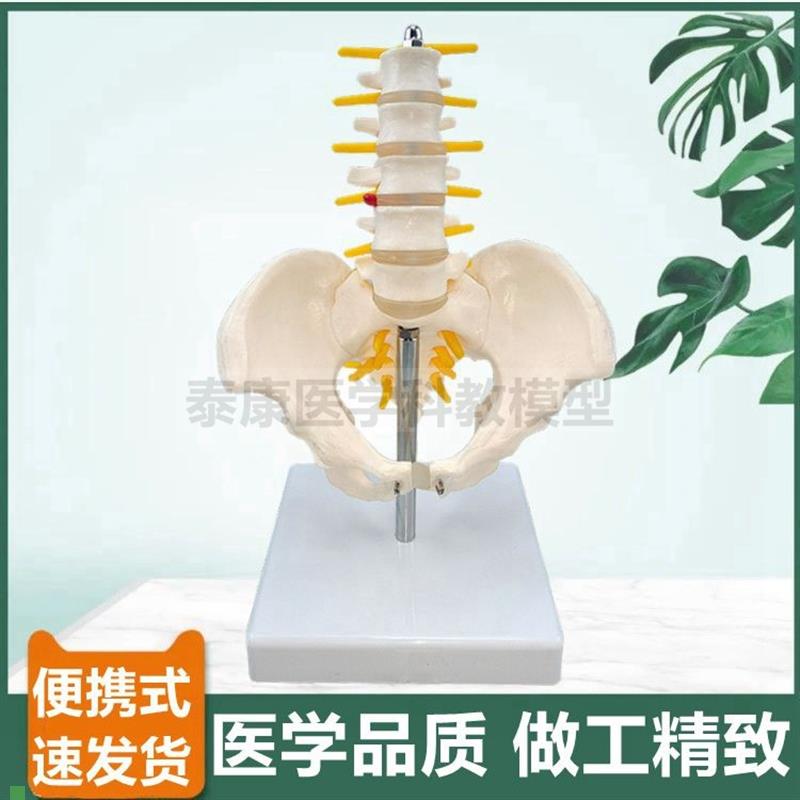 便携式腰椎带骨盆模型o脊神经椎间盘股骨头正骨推拿产后康复功能