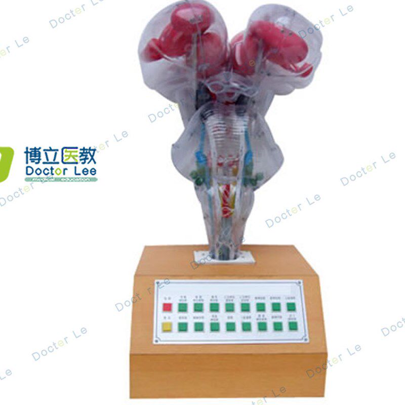电动脑干模型 脑l科模型 教用医用 科教展示科学展馆 解剖