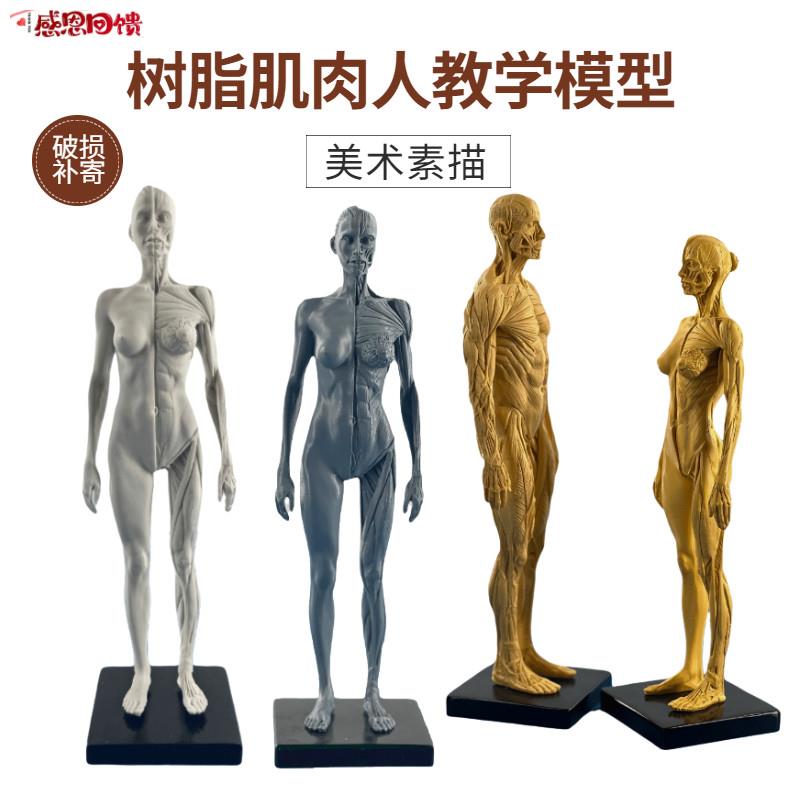 艺用肌肉骨骼结构模型 政河品牌30cm全肌人体模型适V用于CG绘图与
