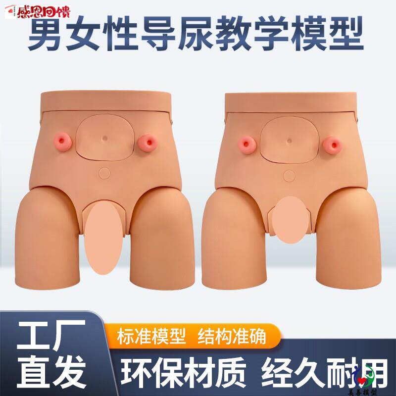 高级男女可互换内外生殖器导尿模型教学仿真人G体导尿直观练习模