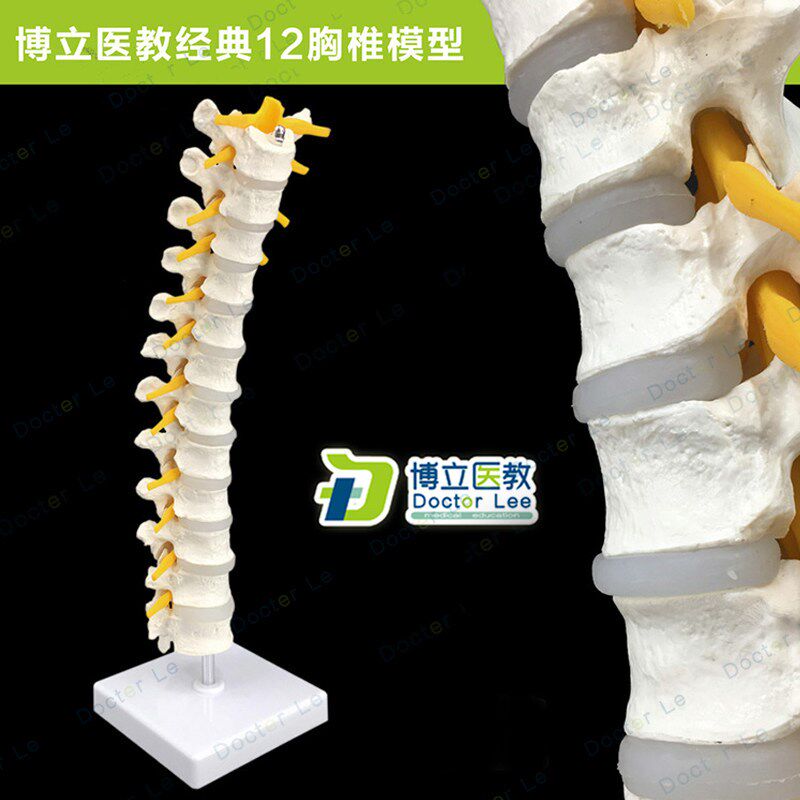 医学自然大1:1人体12胸v椎模型脊椎腰椎颈椎胸椎正骨骨科骨骼模型