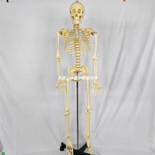 130CM人体骨骼骨架标本u模型带脊椎神经可拆卸可活动医用教学教具