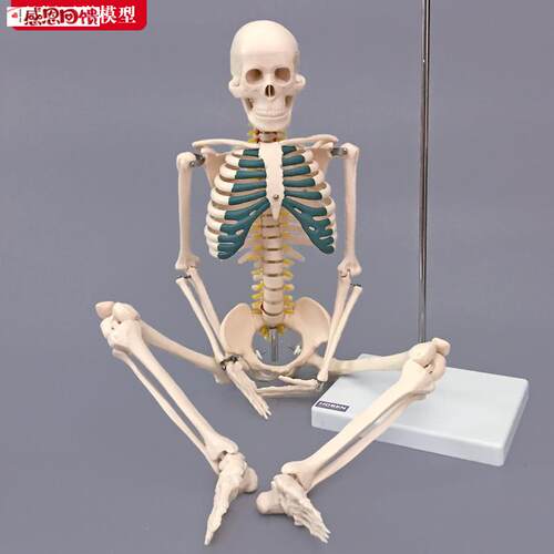 骨骼模型8A5CM人体全身骨架带神经椎间盘结构展示医学教学模型骷
