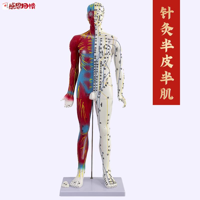 80cm刻字超清晰 男性 人M体经络模型 中医铜人针灸穴位带肌肉解