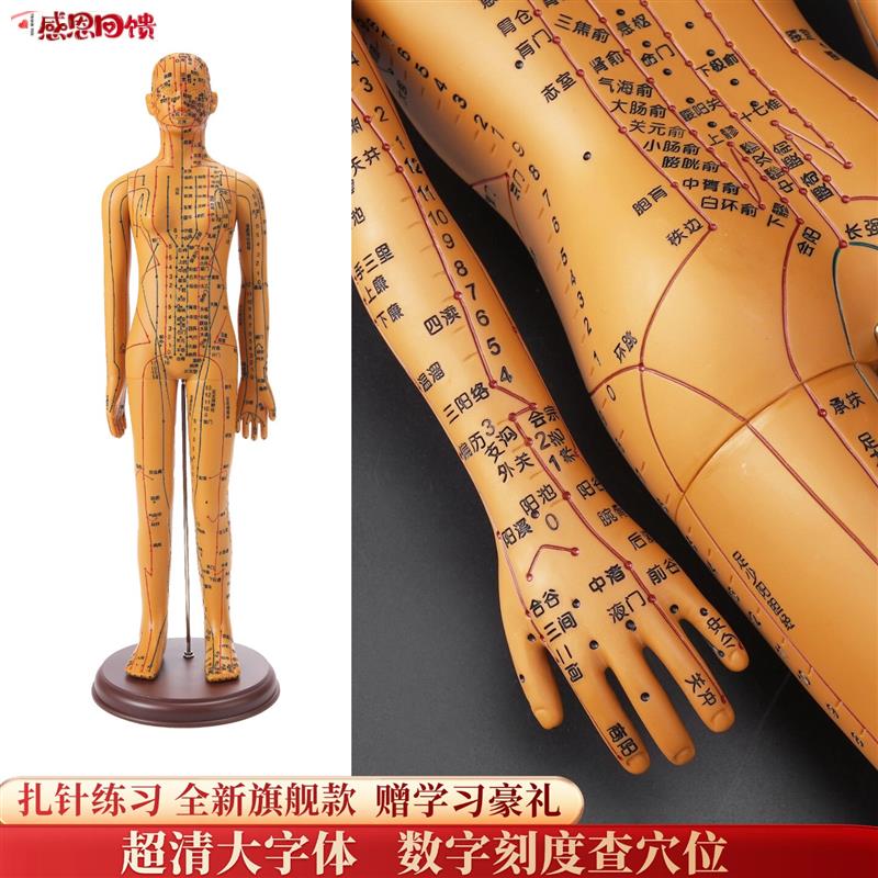 卓越针灸穴位人体模型经Z络穴位模特图全身中医十二铜人扎针小皮