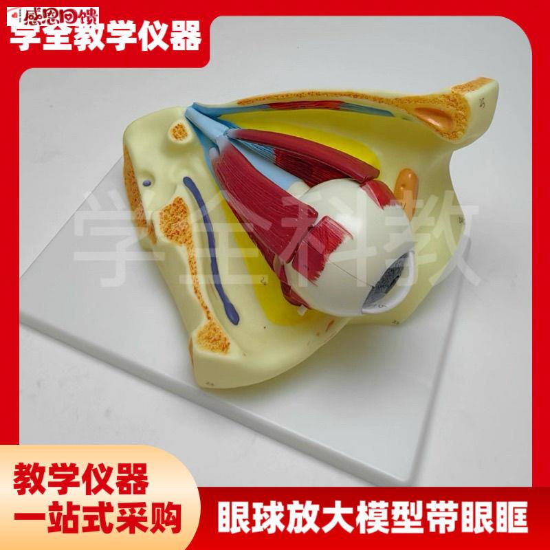 眼球模型眼球与眼眶放大模型解剖眼睛眼外肌模型q结构造示教学医