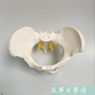 骨盆模型小型盆骨模型人体骨骼解剖模P型医学教学模具包邮